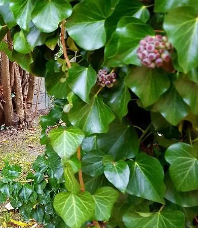 Borostyan Apartmann * Balatonföldvár