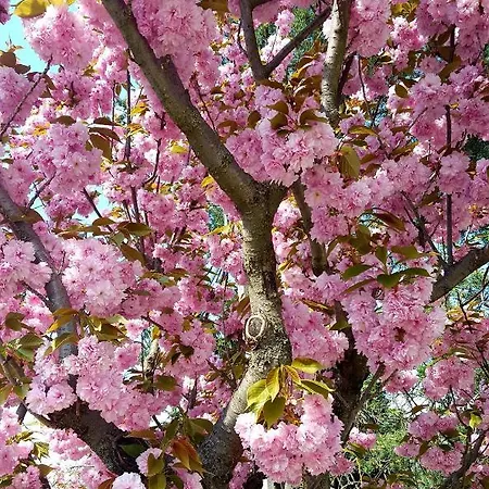 Borostyan Apartmann Balatonföldvár