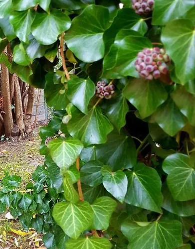 Borostyan Apartmann * Balatonföldvár