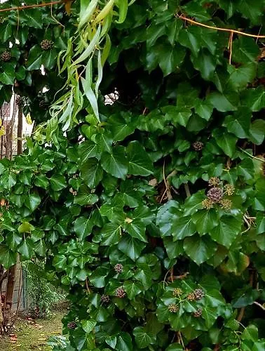 Appartement Borostyan Apartmann *