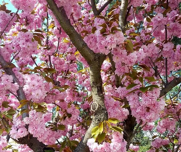 Borostyan Apartmann Balatonföldvár